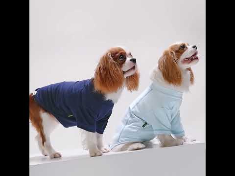 Cavalier King Charles Spaniel in Stylish Blue Dog Shirts - Fitwarm Dog Clothes