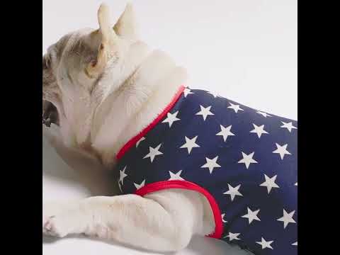 French Bull Dog in a Patriotic Stars Dog Shirt - Fitwarm Dog Clothes