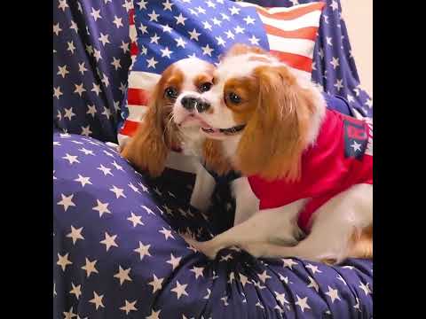 Cavalier King Charles Spaniels in Patriotic Dog Clothes - Fitwarm Dog Outfits