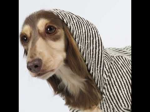Dachshund in a Silver Striped Dog Hoodie - Fitwarm Dog Clothes