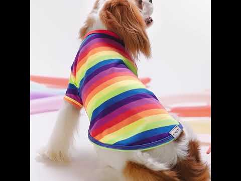 Cavalier King Charles Spaniel  in a Rainbow Striped Dog Shirts - Fitwarm Dog Clothes