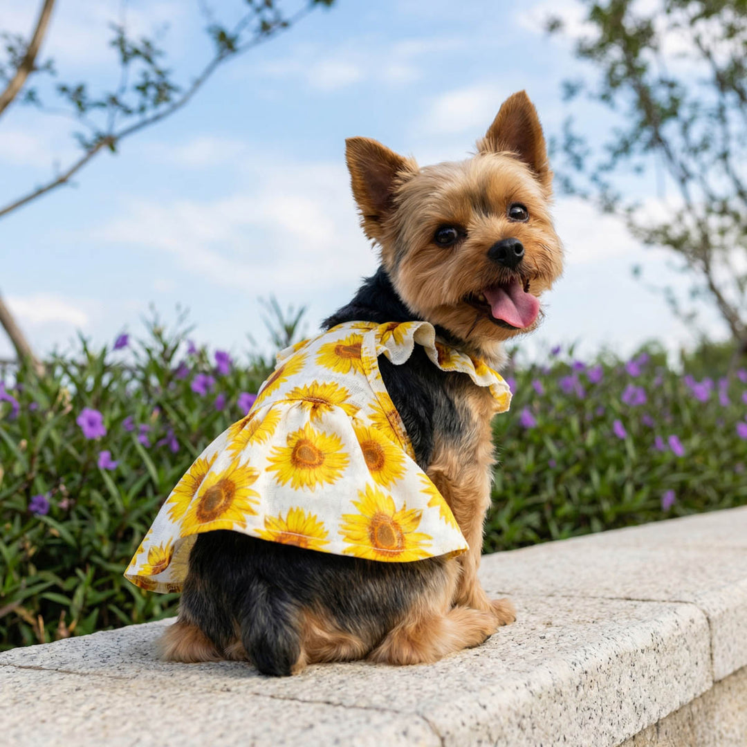 Small dog smiling and wearing a yellow sunflower dress for dogs sitting on a stone ledge with a garden background