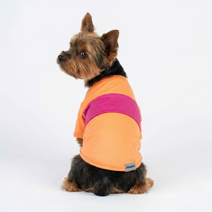 Yorkie in an orange and pink dog color block shirt