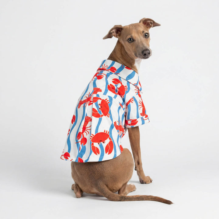 Back view of Italian greyhound in a blue and white shirt for dogs with crab and lobster prints