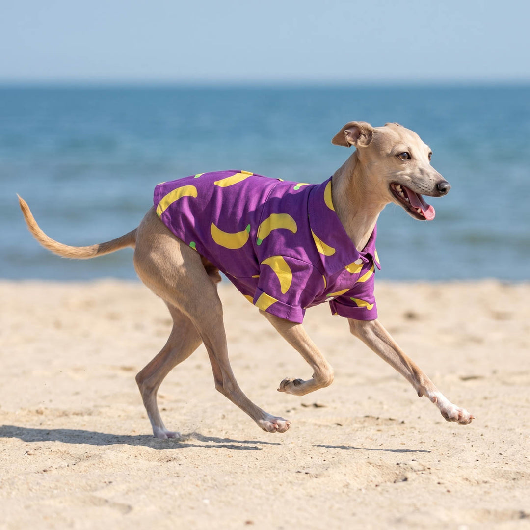 Italian Greyhound running on the beach with a summer shirt for dogs