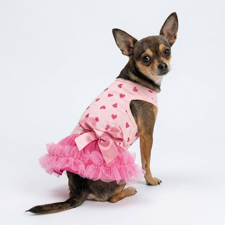 Chihuahua sitting on the ground with sparkly dress for dog decorated by a stain bow