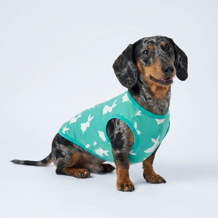 Dachshund wearing a teal Easter shirt for dogs with white bunny patterns on a light gray background