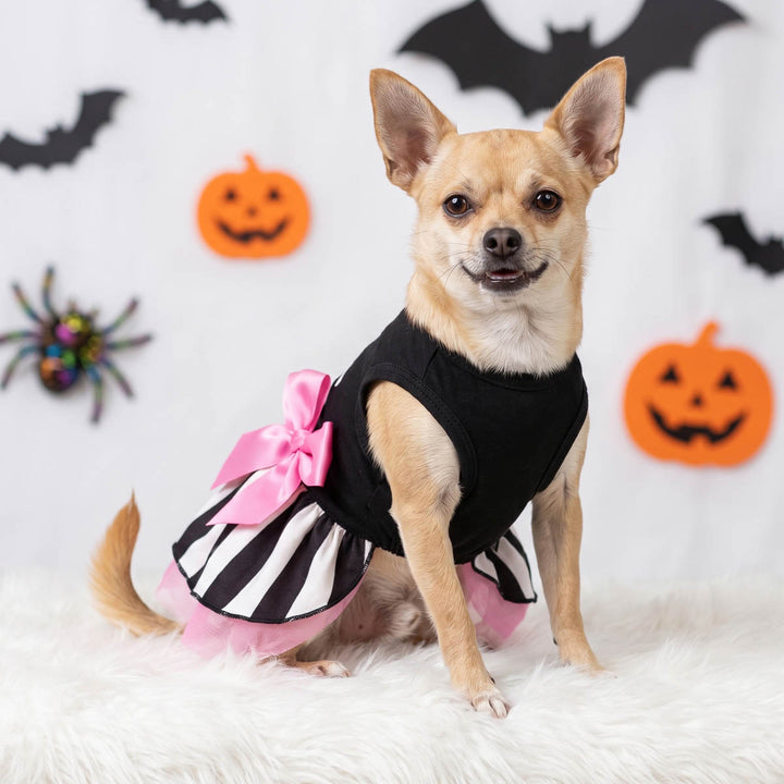 Small tan dog wearing a dog Halloween costume sits on a white faux-fur rug against a white backdrop decorated with black bat silhouettes, orange jack-o'-lanterns, and a spider