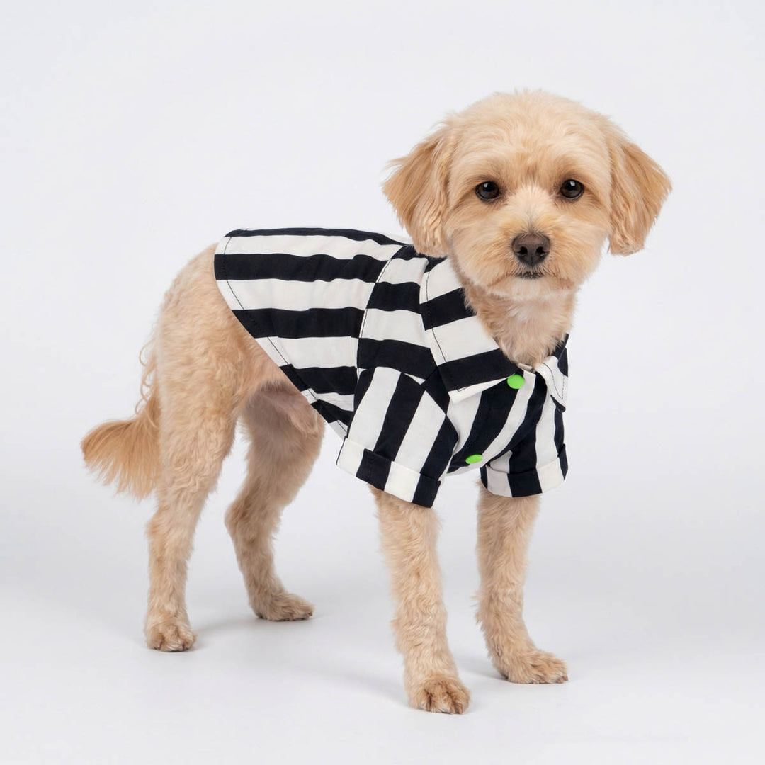 Dog wearing a black and white striped Halloween shirt for dogs on a white background