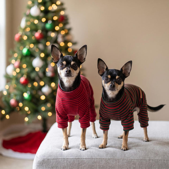 Two small dog standing on a pad with a Christmas tree in background and wearing a striped pajamas for dogs