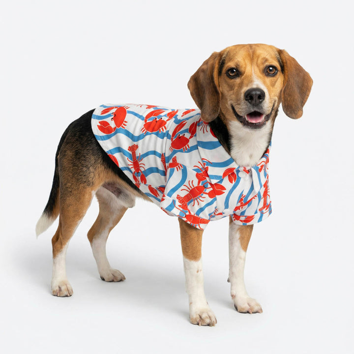 Dog in a funny crab and lobster summer shirt for dogs