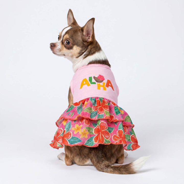 Back view of Chihuahua in a dog Hawaiian dress with floral skirt and 'Aloha' lettering