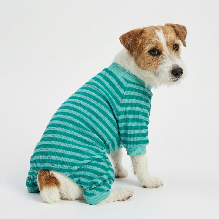 Dog wearing a green striped dog jammies on a white background
