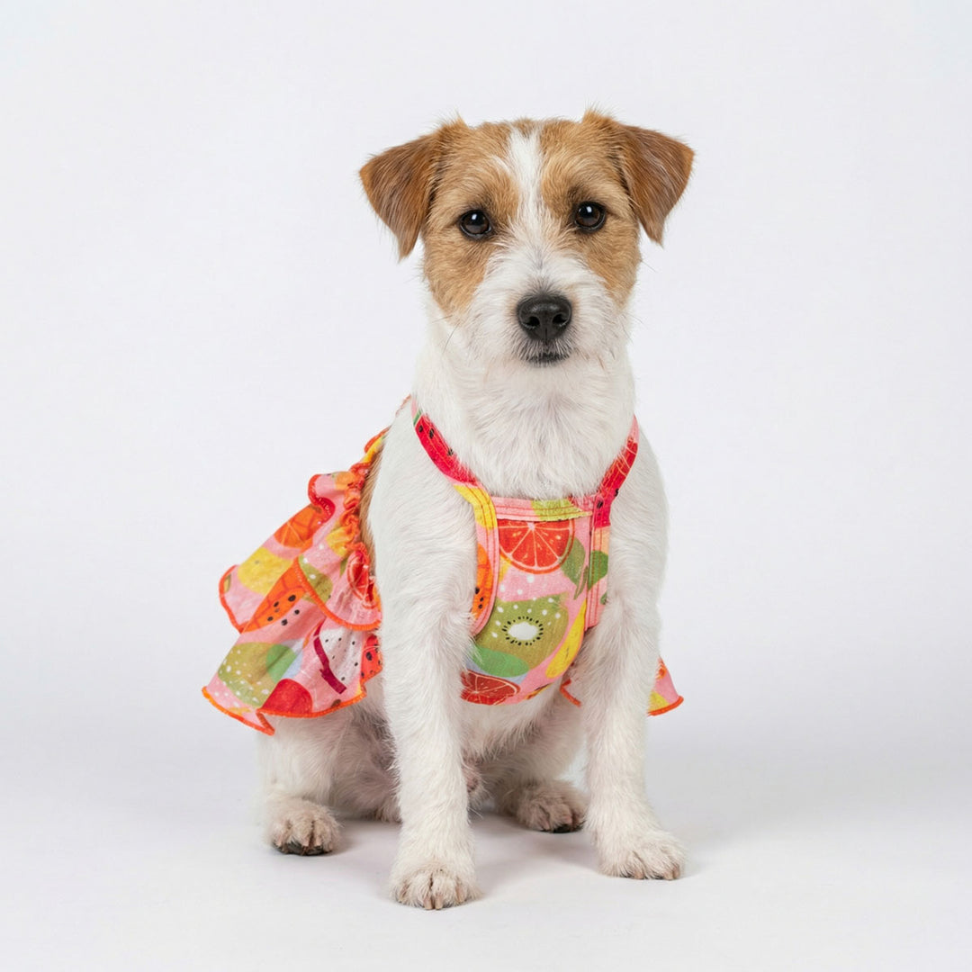 Small dog sitting with a summer Hawaiian dress for dogs with fruit prints
