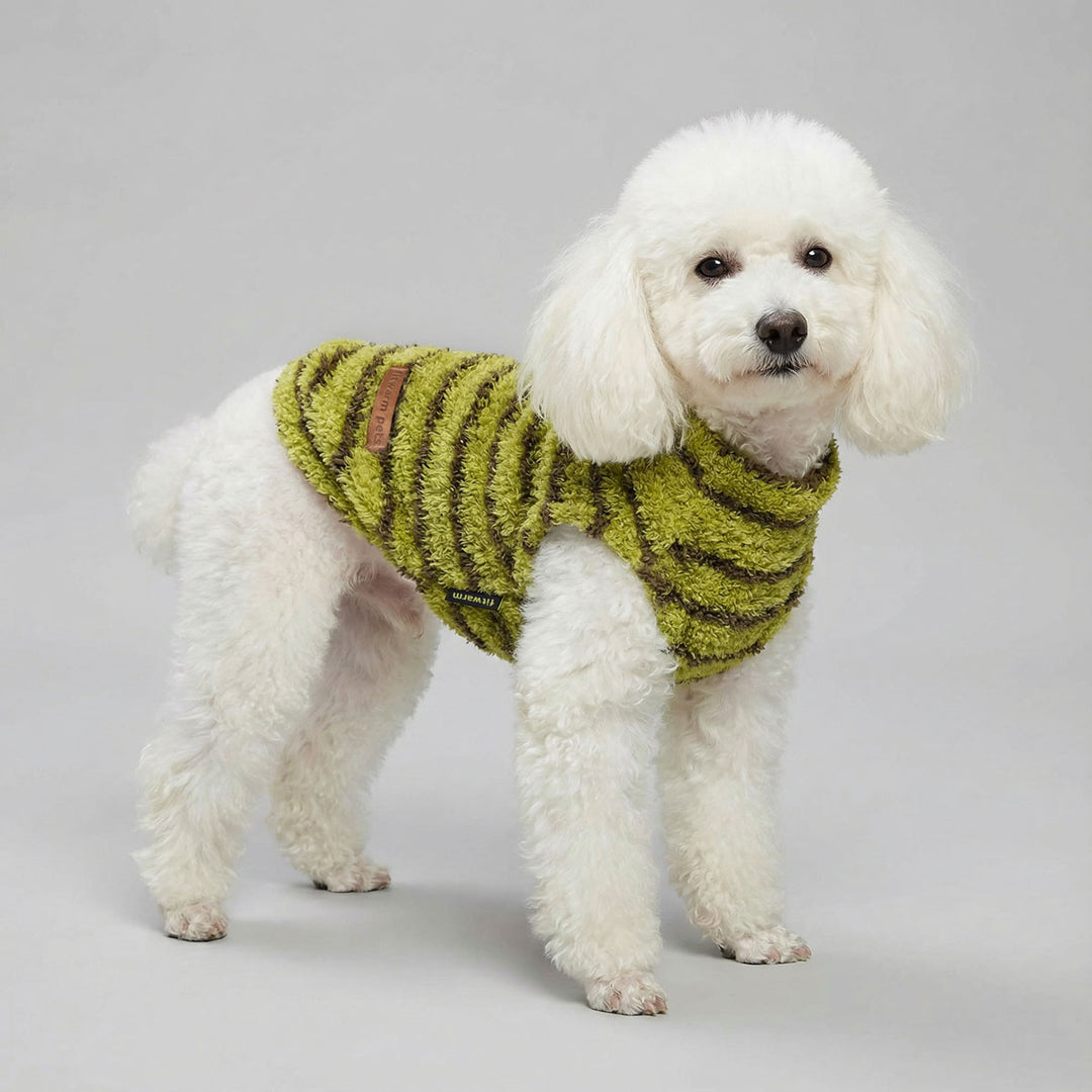 Poodle in a classic striped dog sweater