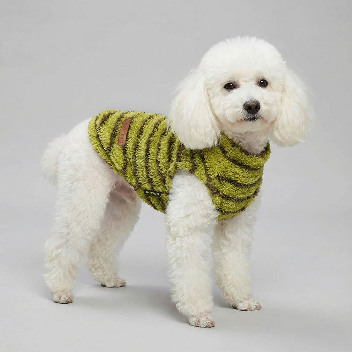 Poodle in a classic striped dog sweater