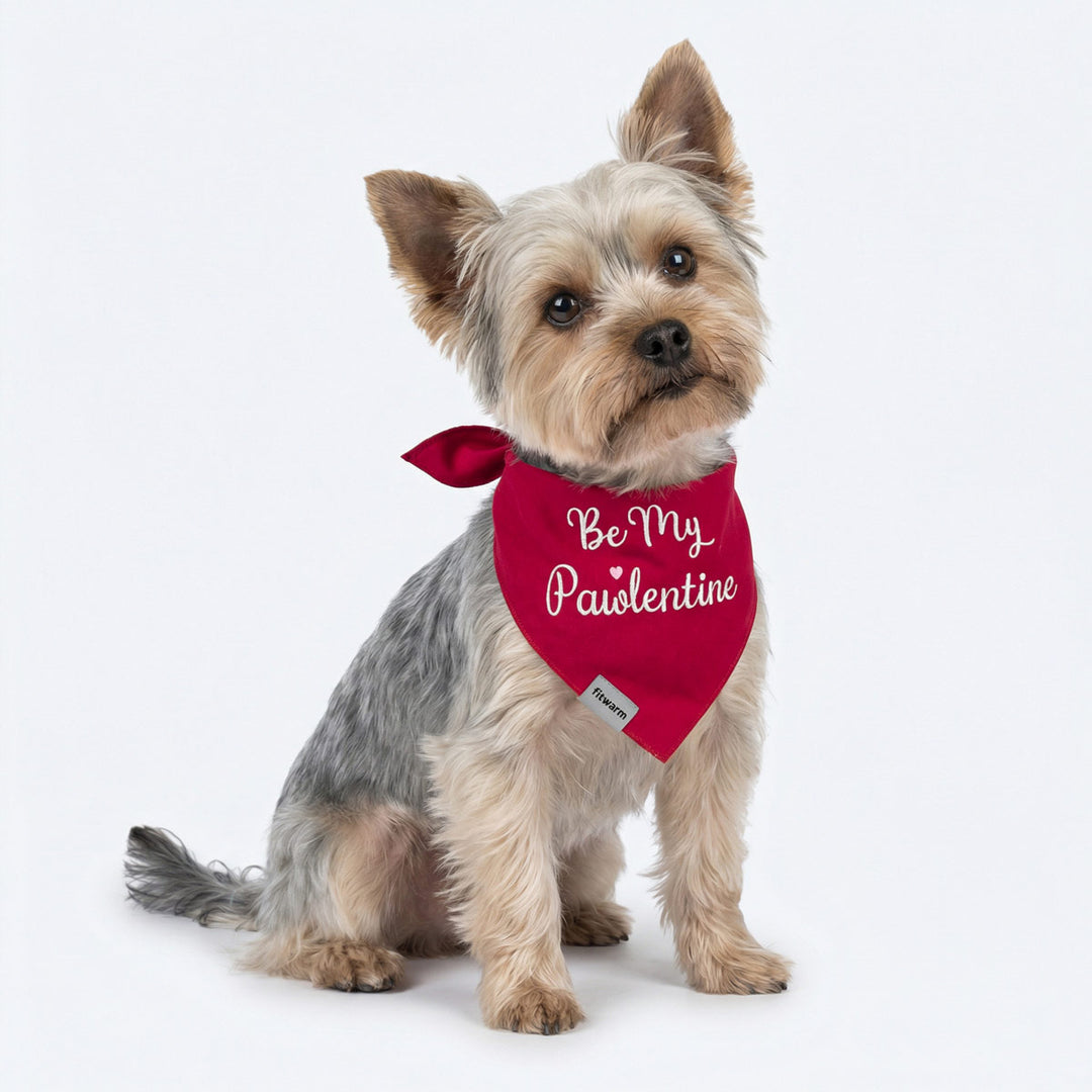 Yorkie sitting on white background wearing a red dog bandana with “Be My Pawlentine” lettering