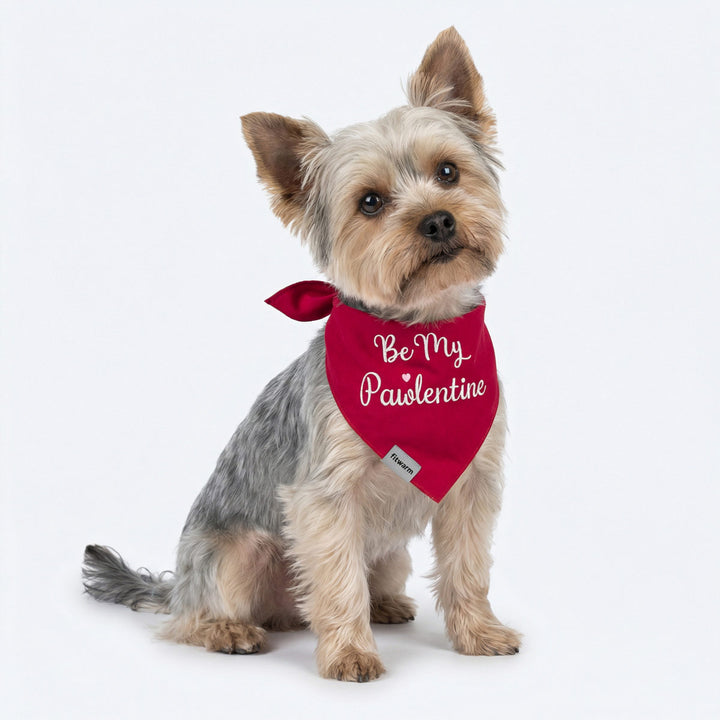 Yorkie sitting on white background wearing a red dog bandana with “Be My Pawlentine” lettering