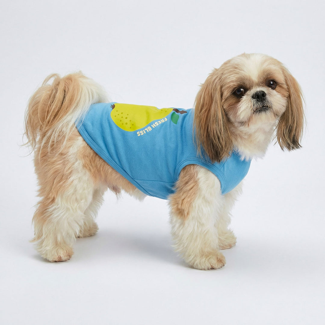 Shih Tzu wearing a blue shirt for dogs with a yellow pear on a white background
