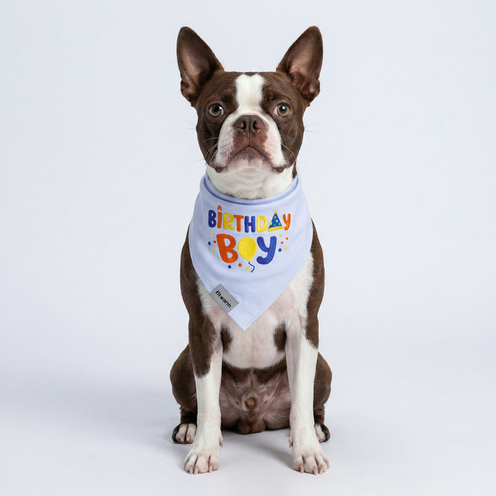 Boston Terrier wearing an embroidered birthday themed dog bandana with “Birthday Boy” lettering