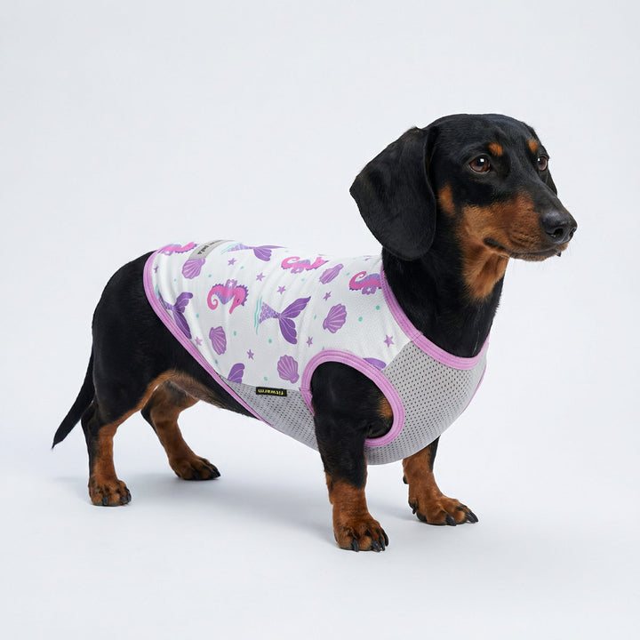 Dachshund wearing dog uv shirt with breathable mesh panels