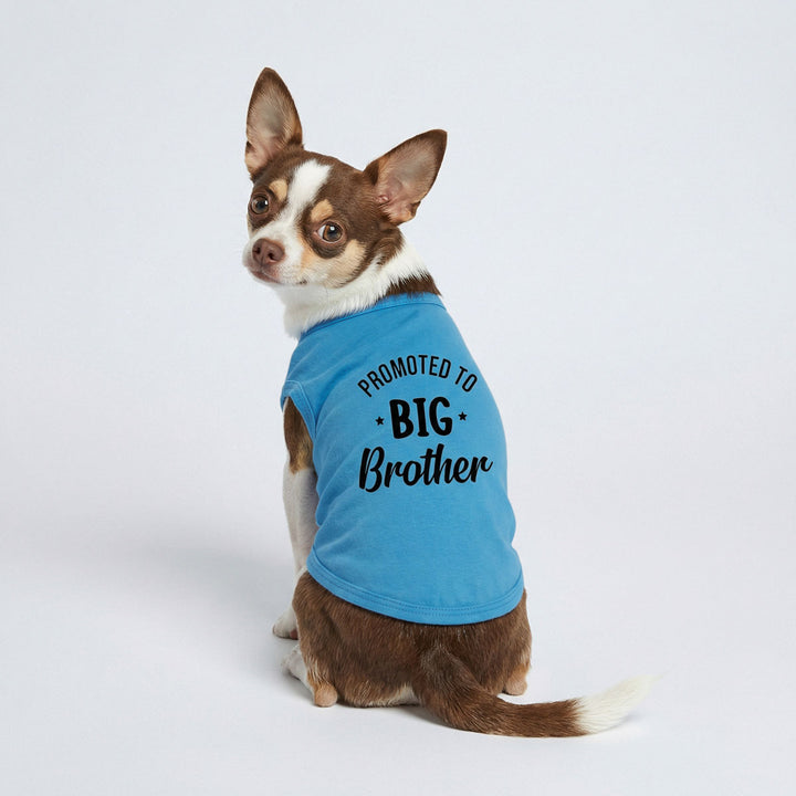 Chihuahua sitting and looking back in blue dog tank top with 'Promoted to Big Brother' lettering