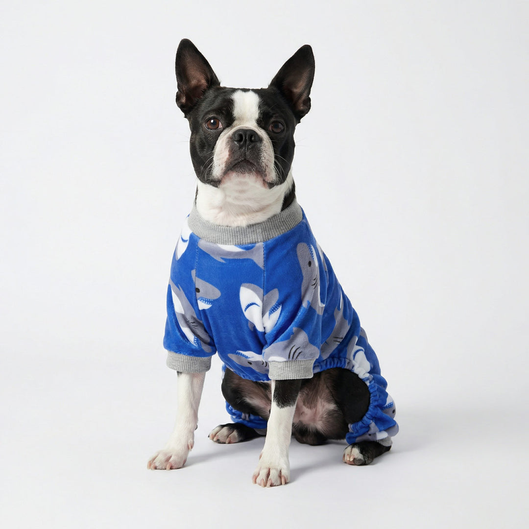 Boston terrier wearing shark dog onesie on white studio background