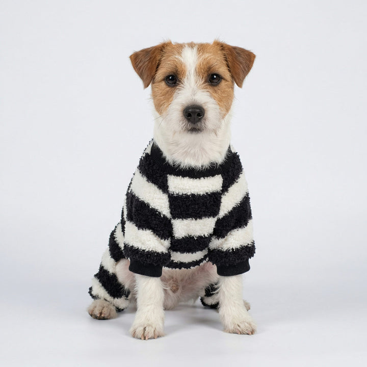 Small dog sitting with black and white striped dog onesie