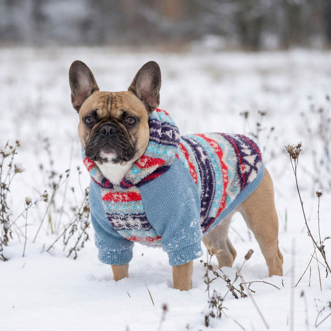 Small dog in Nordic style dog hoodie with colorful knit pattern in snow