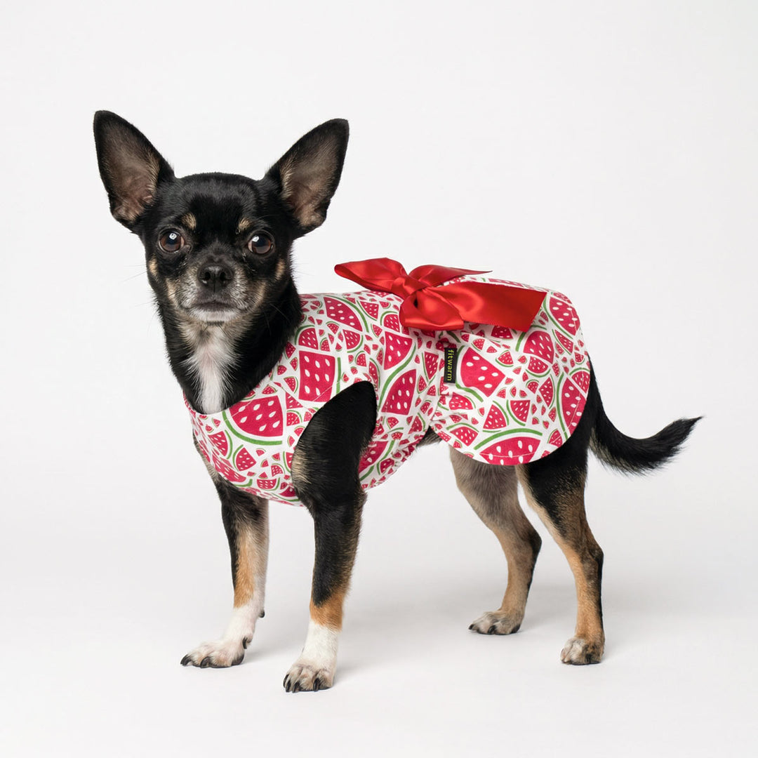 Small dog in watermelon dog dress featuring playful fruit print and bow detail