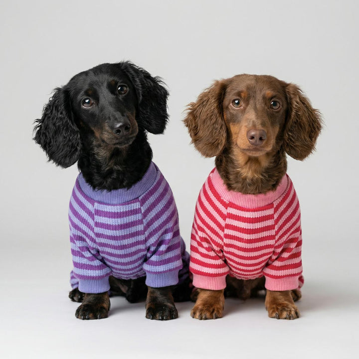 Two dachshund sitting with cozy striped pajamas for dogs