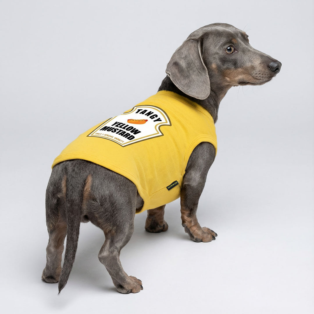 Gray dachshund turning back and wearing a bright yellow dog tank top with a playful graphic print on a clean studio background.