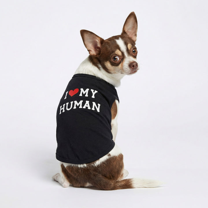 Chihuahua in a heartwarming shirt for dogs with 'I love my human' lettering