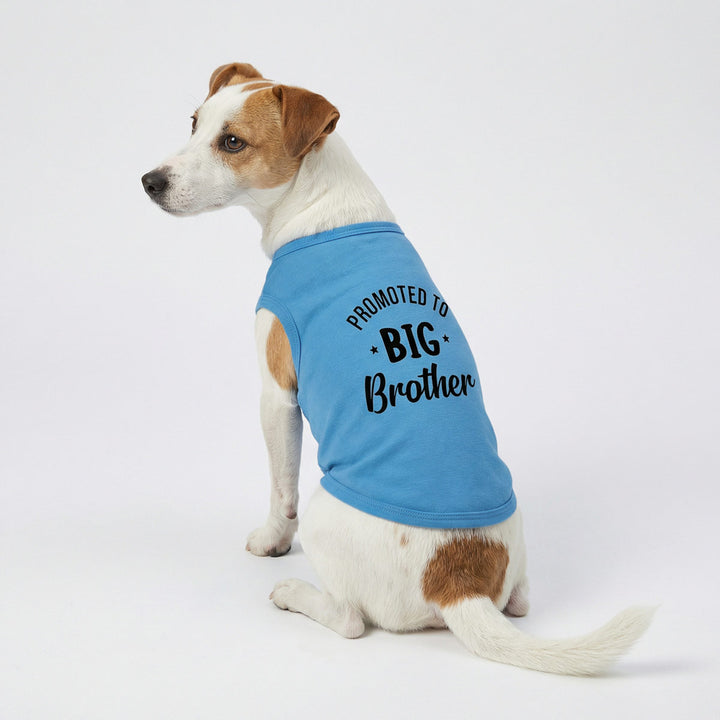 Dog sitting with a blue dog tee with 'Promoted to Big Brother' text on a white background