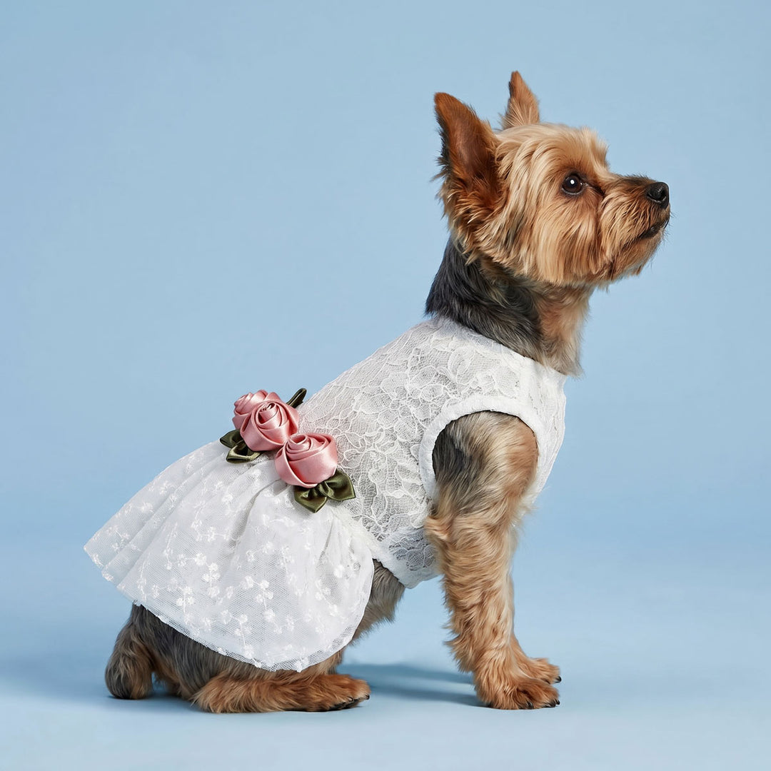 Yorkie sitting in a blue background with white lace dress for dogs