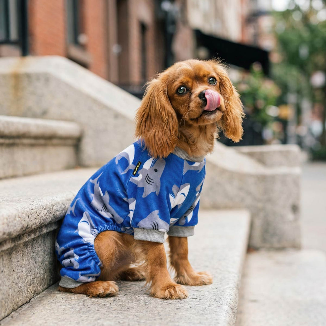Cavalier King Charles Spaniel wearing shark dog pajamas, sitting on outdoor stone steps