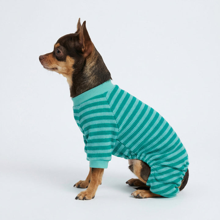 Chihuahua in a classic dog pjs in stripes