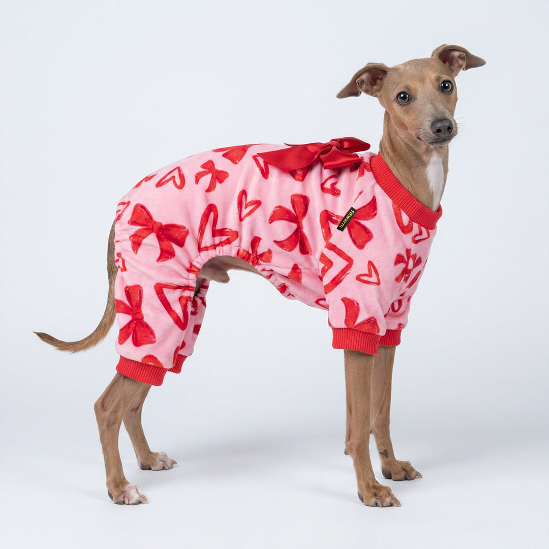 Italian Greyhound wearing a Valentine dog onesie with a ribbon bowknot