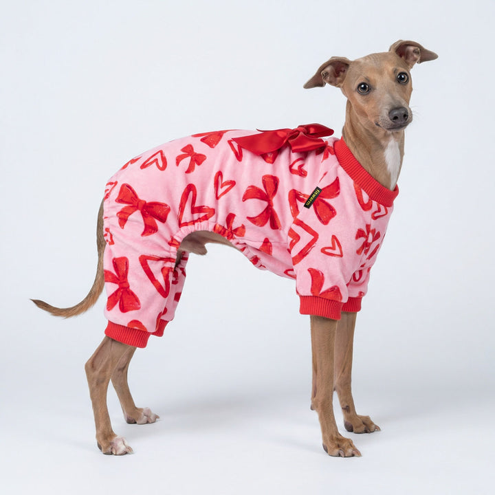 Italian Greyhound wearing a Valentine dog onesie with a ribbon bowknot
