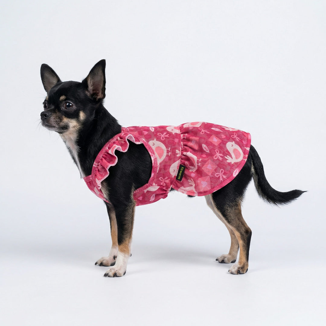 Chihuahua wearing a dog Valentine dress with adorable bird and bowknot prints