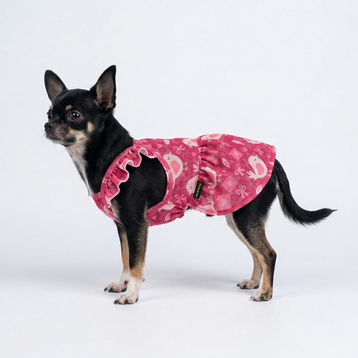 Chihuahua wearing a dog Valentine dress with adorable bird and bowknot prints