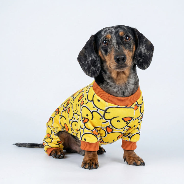 Dachshund dressed in yellow duck pajamas for dogs with playful cartoon pattern