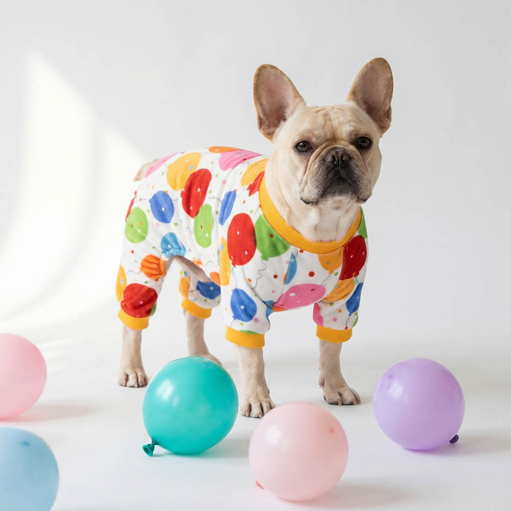 French Bulldog stands on a white studio floor wearing a birthday dog onesie covered in colorful polka dots, with yellow trim