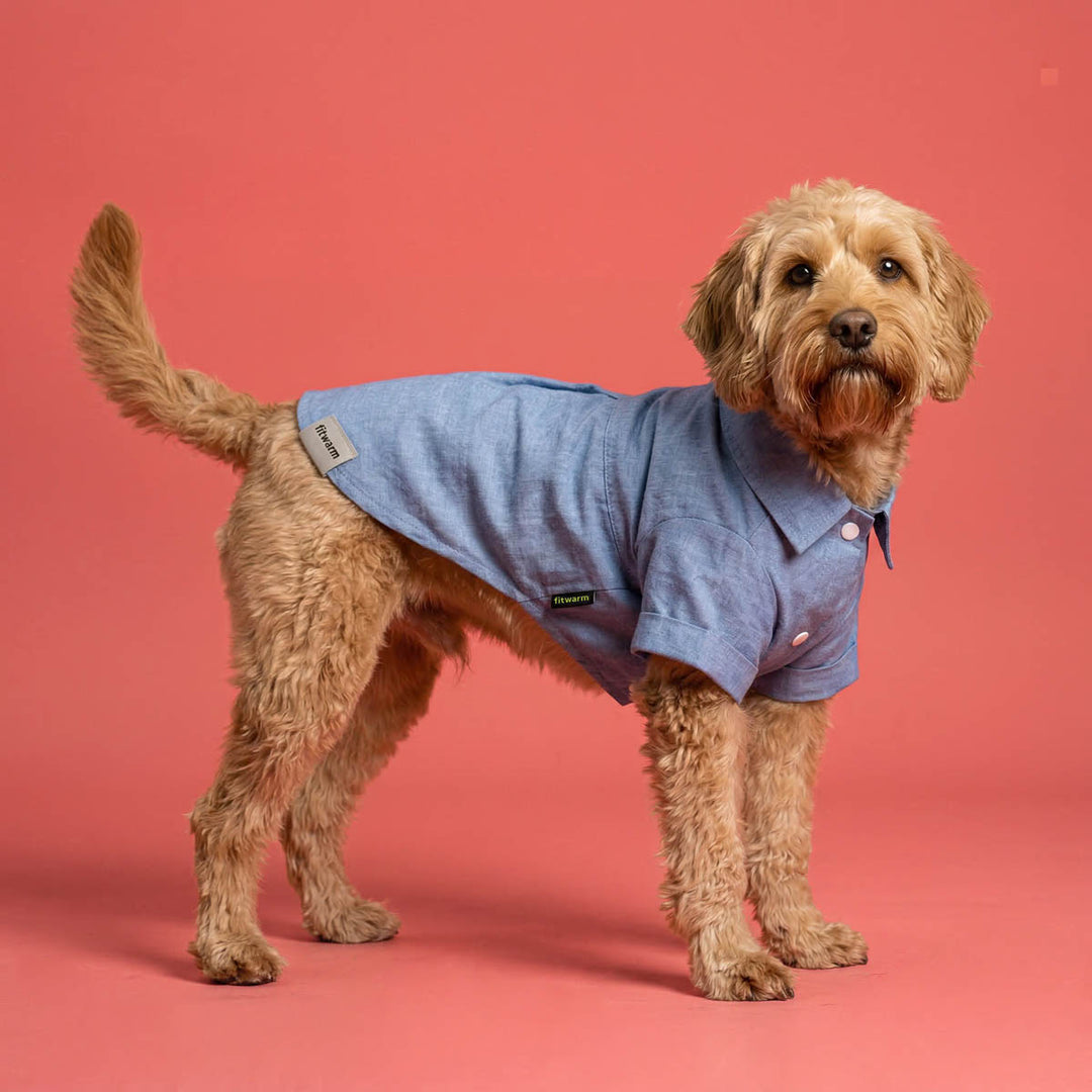 Dog wearing a collared neck shirt for dogs on a pink background