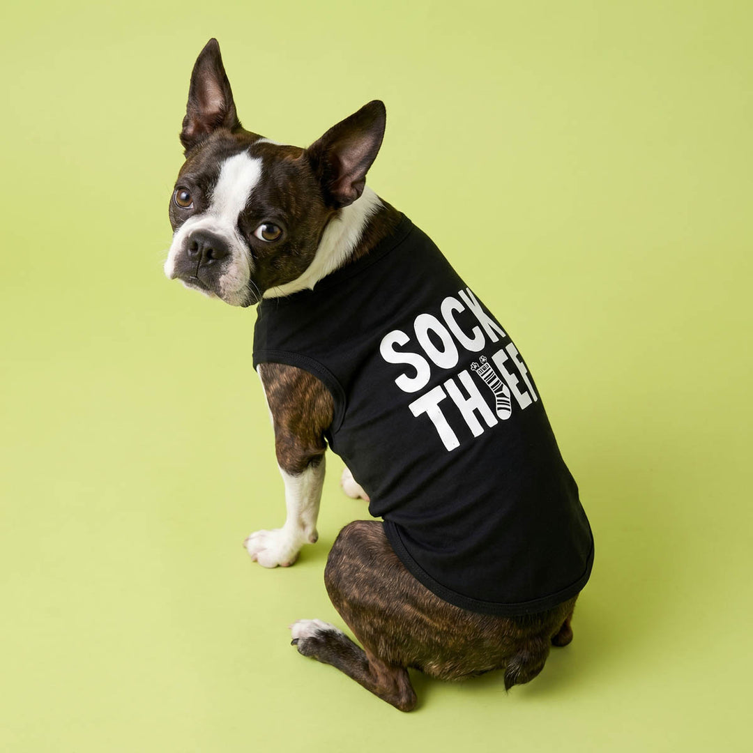 Boston Terrier wearing a black dog tshirt with a 'sock thief' lettering in a green background