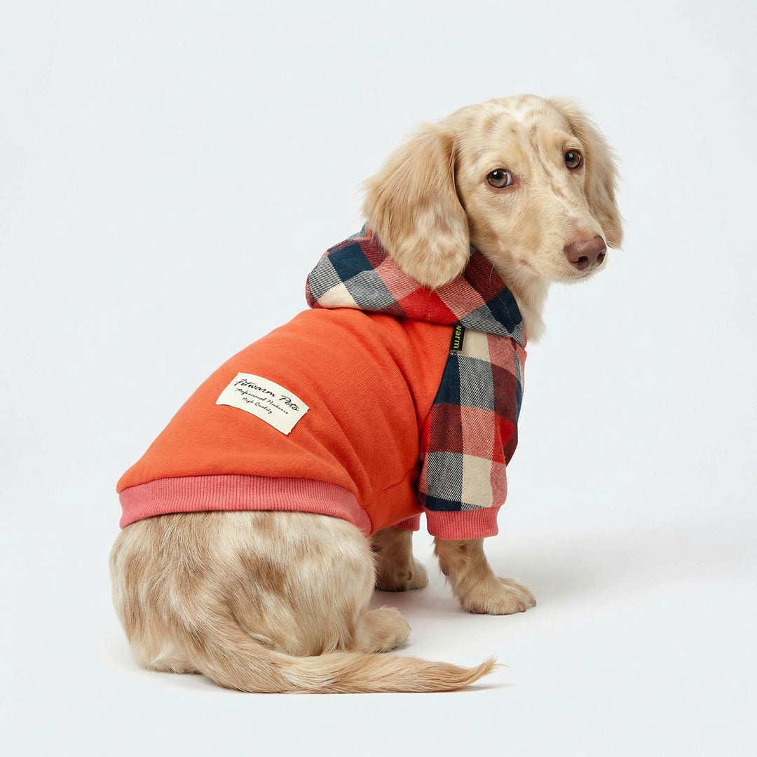 Dachshund wearing an orange plaid dog hoodie