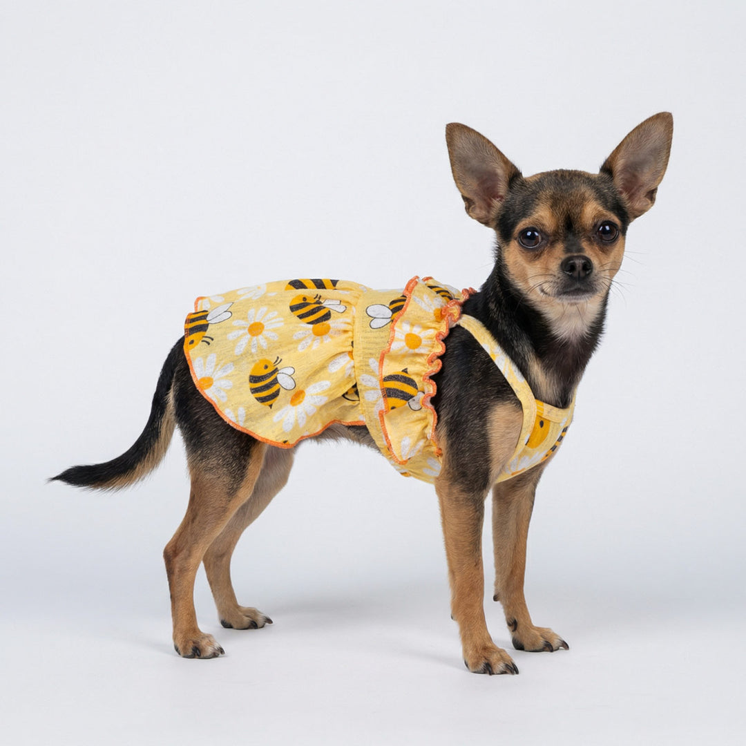 Chihuahua in a Yellow ruffle dog tutu dress