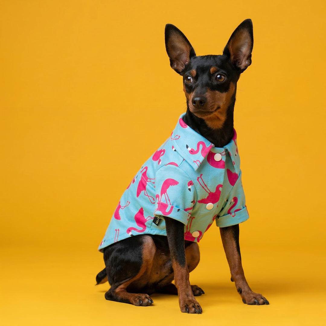 Dog sitting in a yellow background with a flamingo dog t-shirt