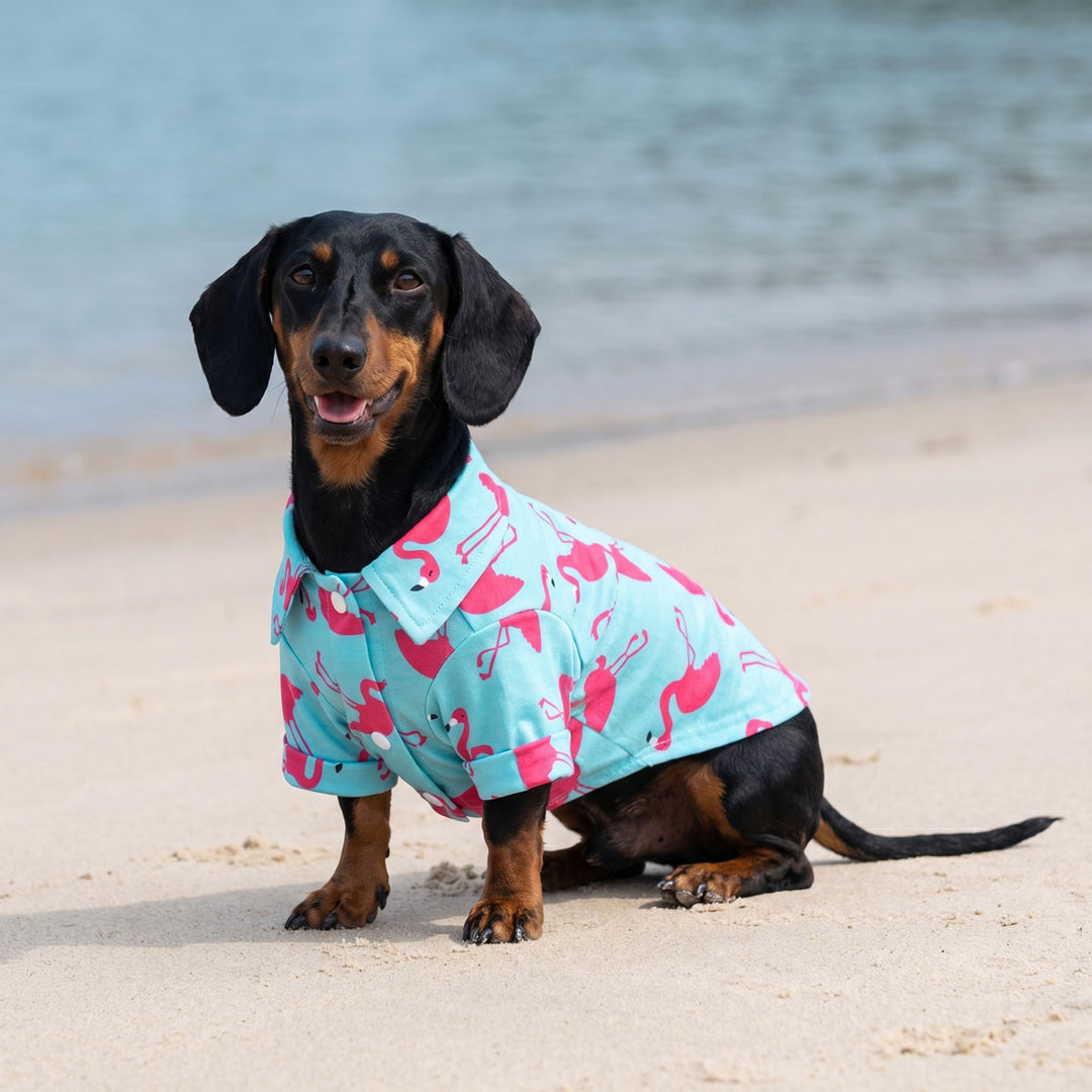 Dachshund sitting on the beach in a flamingo shirt for dogs