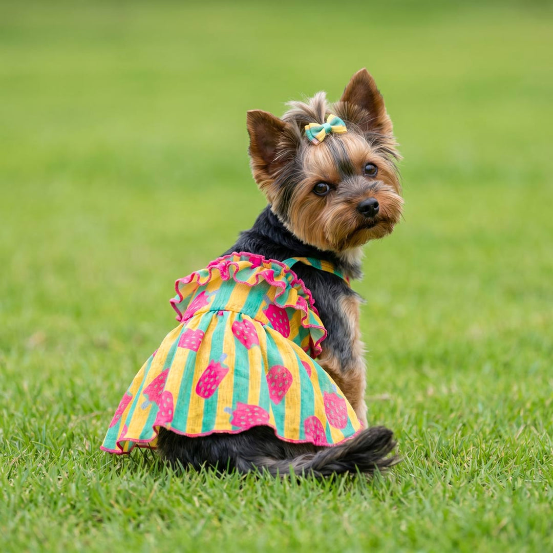 Yorkie wearing a dog Hawaiian dress with ice pop prints in a grassy background